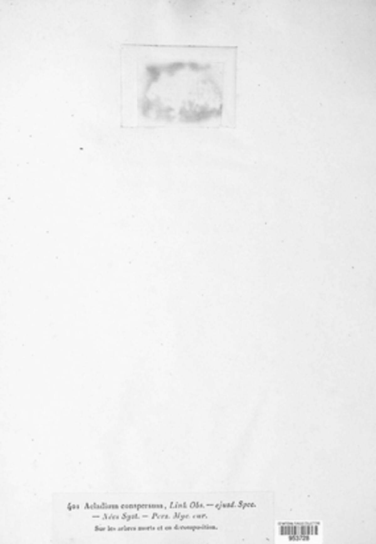 Botryobasidium conspersum image